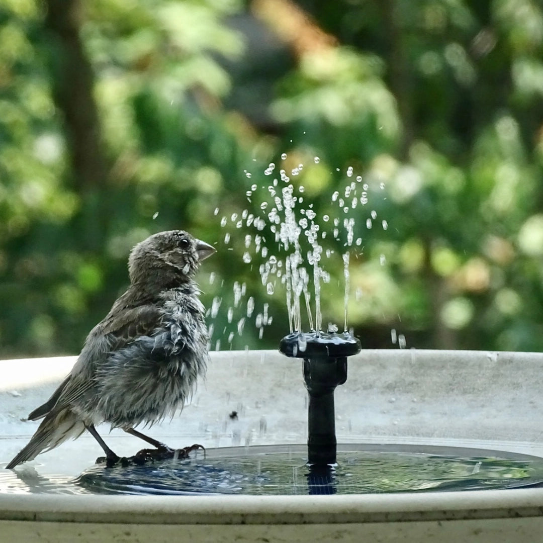 Solar-Powered Fountain